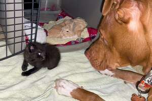 Runt Pittie Puppy Grows Up To Be Obsessed With Kittens