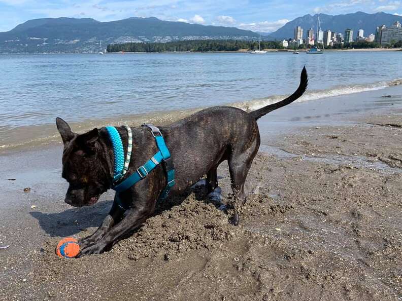 are dogs allowed at kits beach