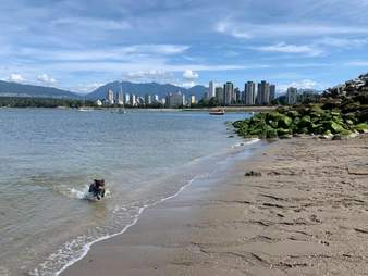 dog beach