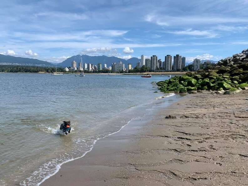 are dogs allowed at kits beach