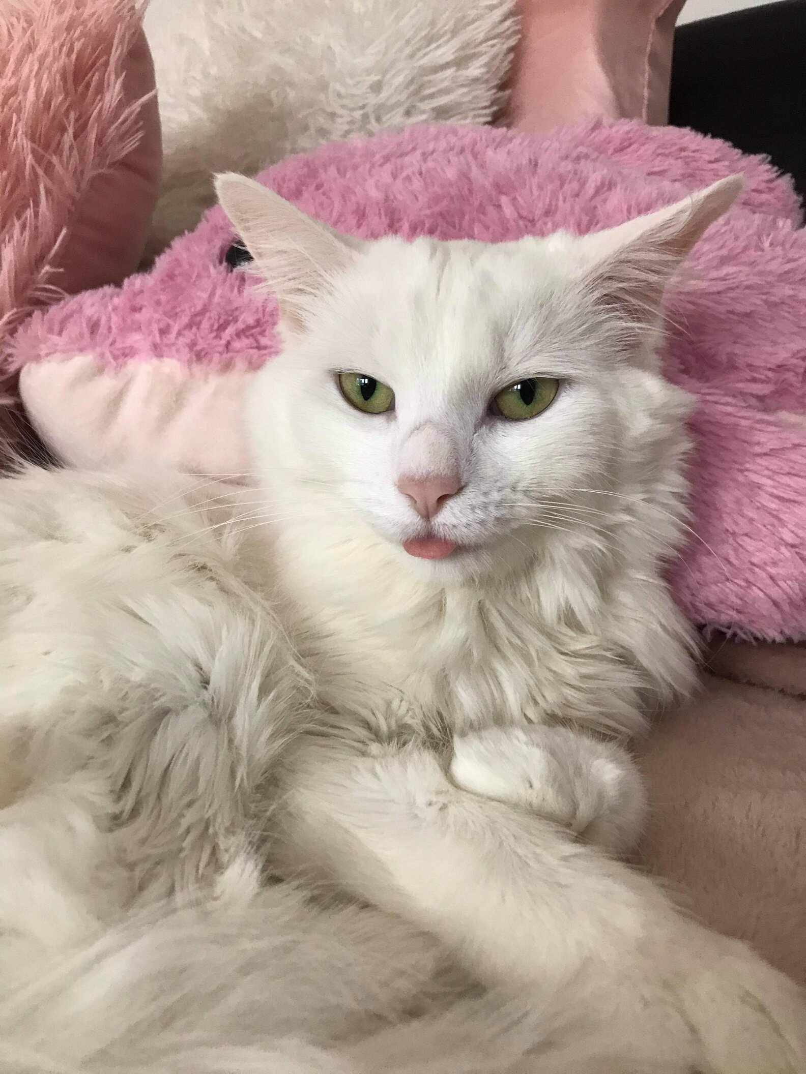 Cat How To Use Litter Box The Dodo
