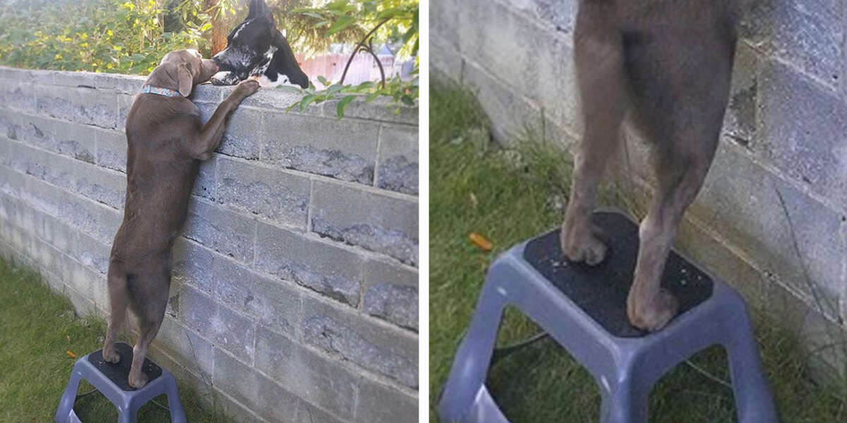 Family Gives Dog A Step Stool So He Can Visit His Friends Across Wall - The  Dodo