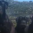 3 Huge Dogs Left On Mountain Kept Refusing To Be Rescued