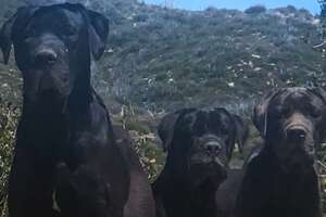 3 Huge Dogs Left On Mountain Kept Refusing To Be Rescued