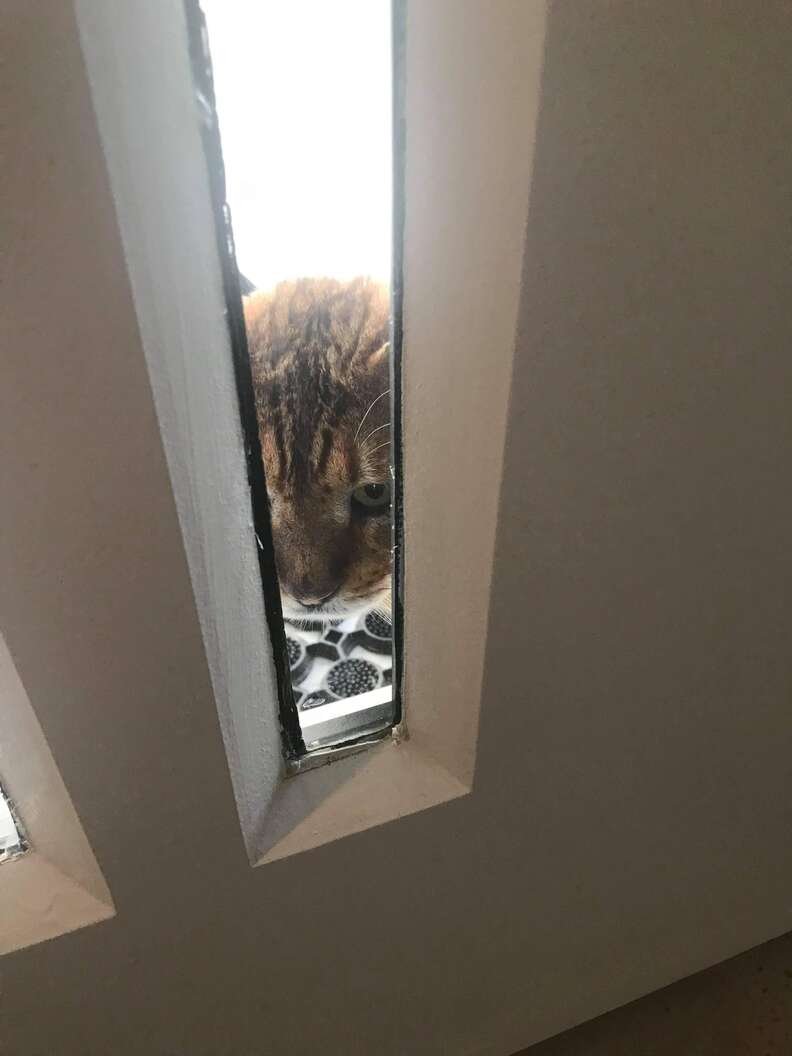 cat visits neighbors