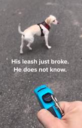 Dog walks on invisible leash