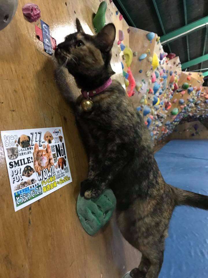 Cat climbs rock wall