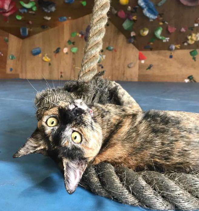 Rock climbing kitty climbs rope