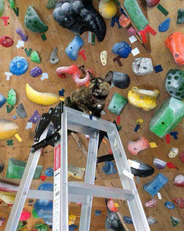 Rock climbing cat