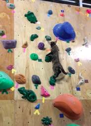 Lalah the cat boulders up wall in rock climbing gym