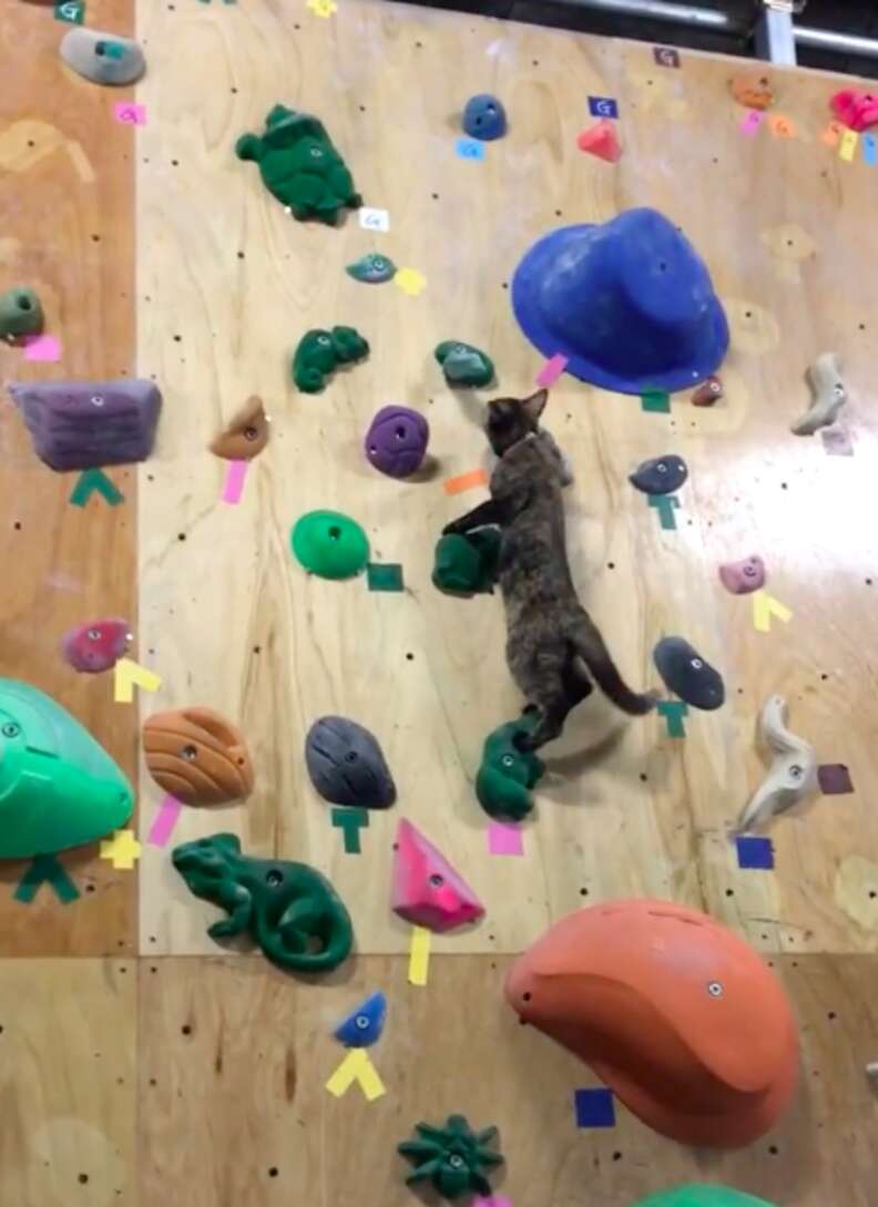 Cat climbing rock wall best sale