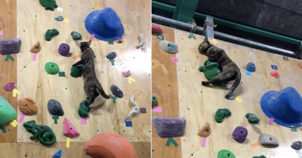 Cat on climbing clearance wall