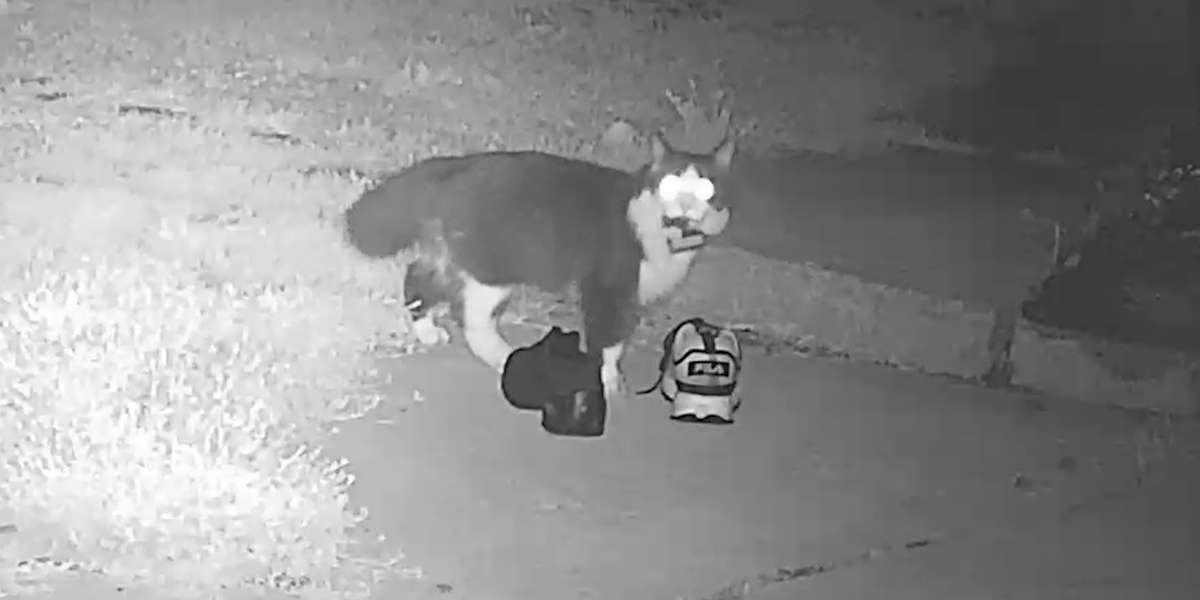 Hidden Camera Shows Cat Stealing Everyone’s Shoes Videos The Dodo