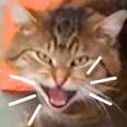 Stray Cat Keeps Sneaking In For Food