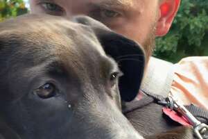 Guy And His Dog Find Their Foster Puppy The Perfect Home