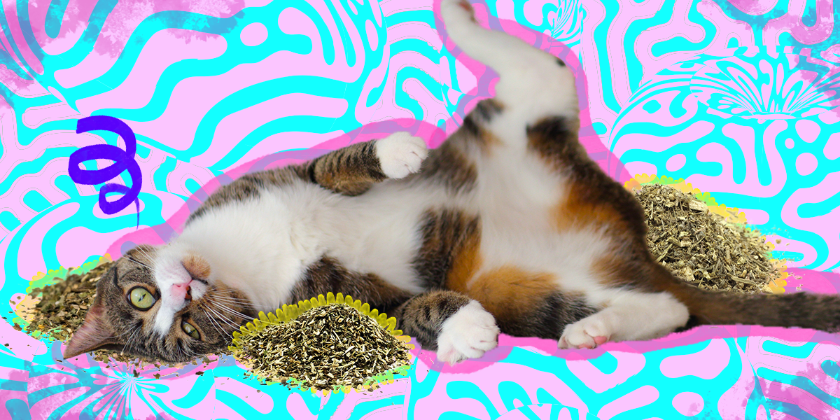 Cat Toy Catnip Toy Cat Pillow Polka Dot Cat Toy Cat Kicker Toy Catnip Kicker Toy Cat Polka Dot Toy