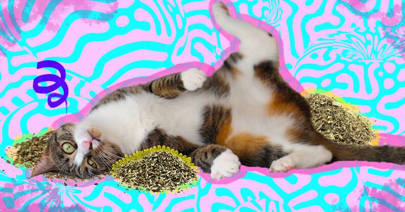 Cat on catnip 