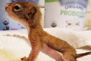 Tiniest Baby Squirrel Gets Big Enough To Play With His Miniature Toys 