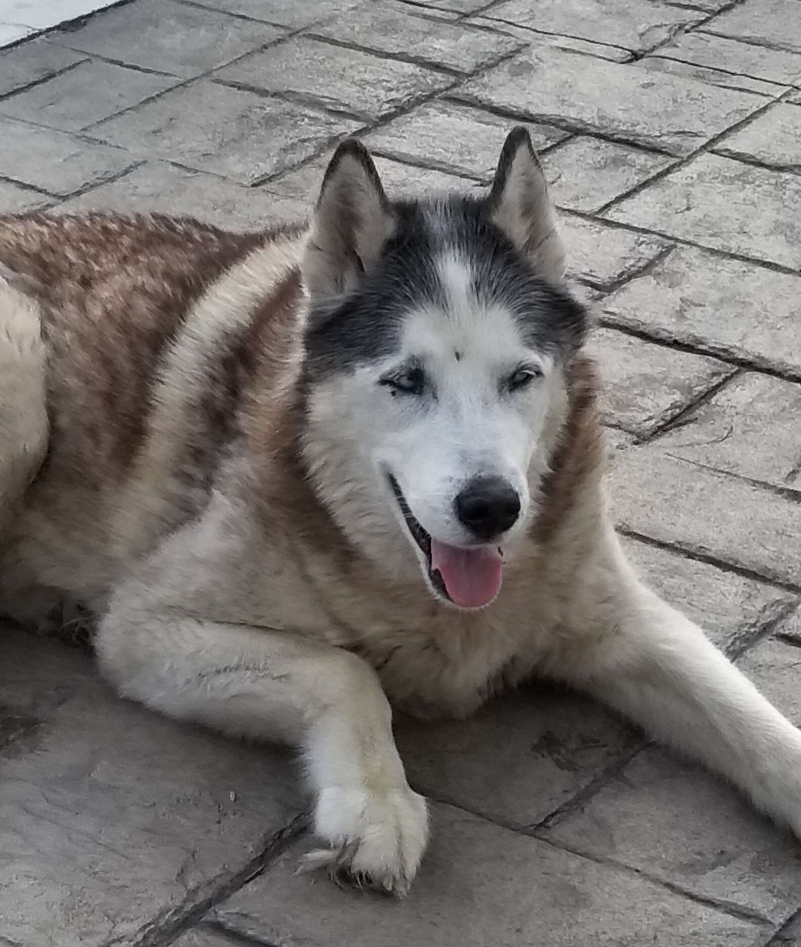 Amazon Delivery Driver Saves Dog From Drowning In Pool - The Dodo