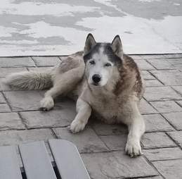 Luka the dog who was saved by Amazon delivery driver