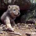 Tiniest Fuzzy Cubs Grow Up Into Gorgeous Wolves