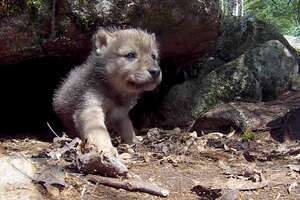 Tiniest Fuzzy Cubs Grow Up Into Gorgeous Wolves
