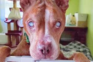 Blind Pittie Follows Her Foster Family's Voices Everywhere