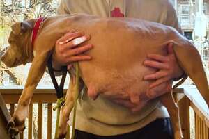 Guy Decides To Foster A Very Pregnant Pit Bull