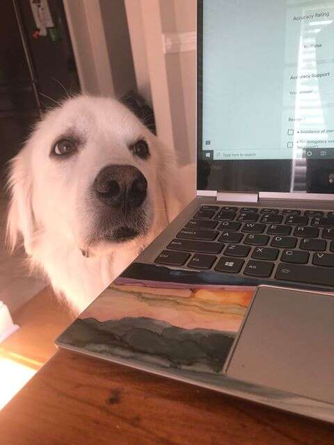 Dog does not like her sister being on the computer