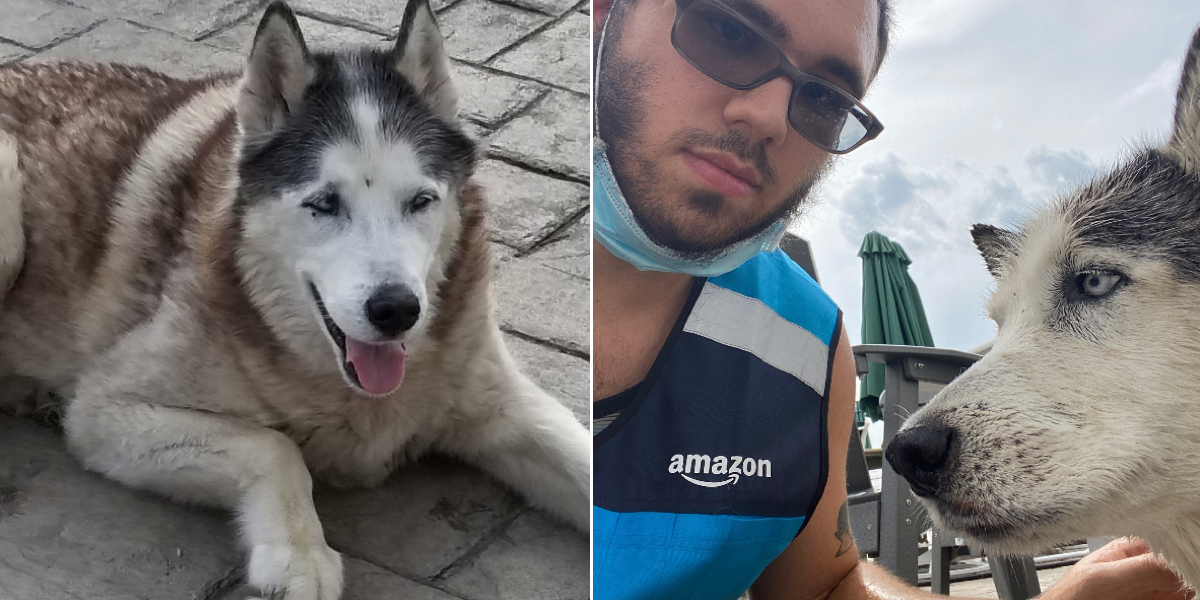Amazon Delivery Driver Saves Dog From Drowning In Pool The Dodo