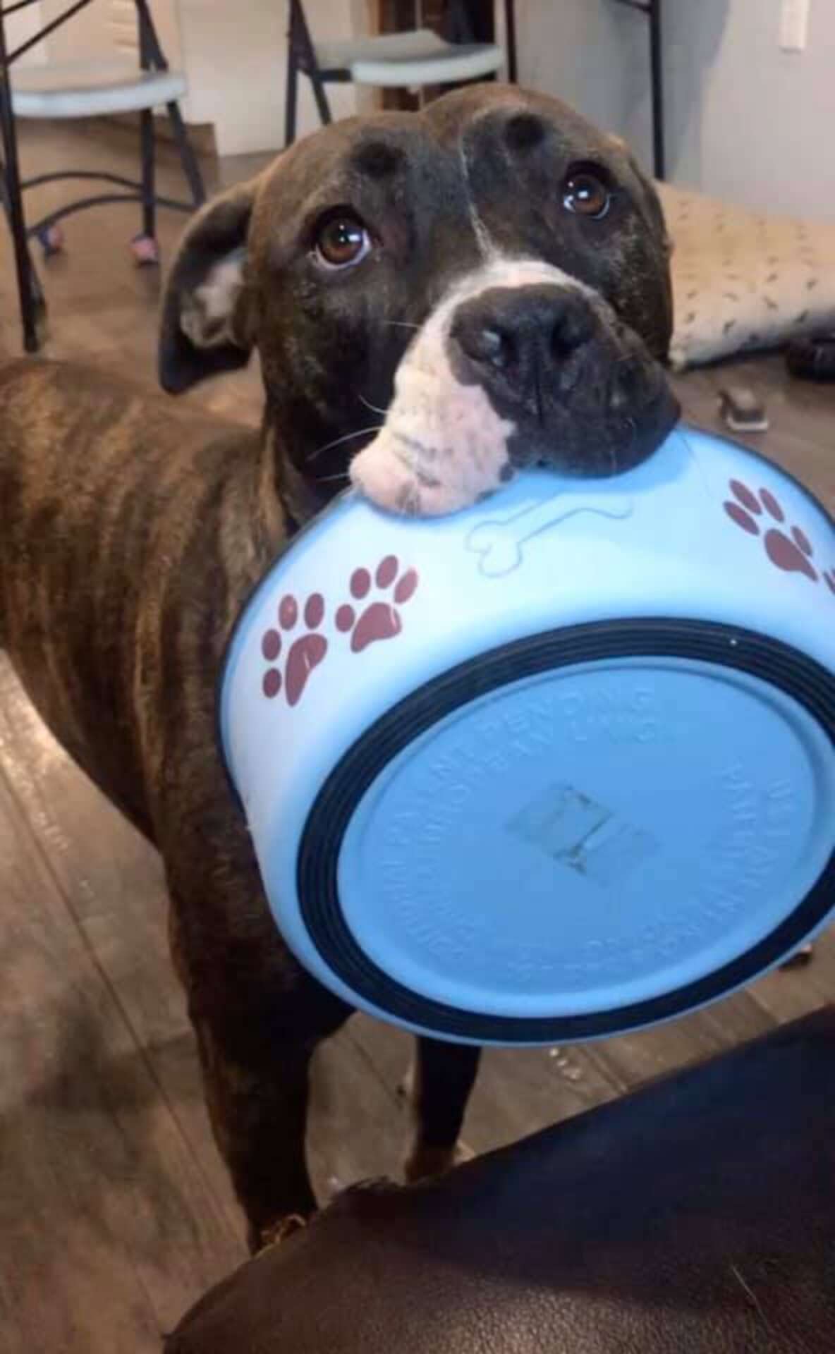 dog-dances-with-her-bowl-whenever-she-s-hungry-the-dodo