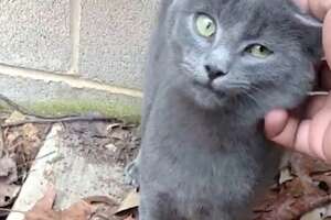 Guy Who Didn't Like Cats Can't Stop Rescuing Them Now