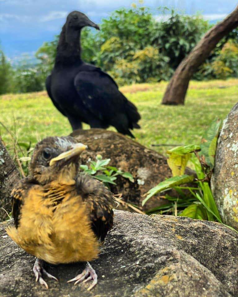 A Young vulture waits for her rescuer