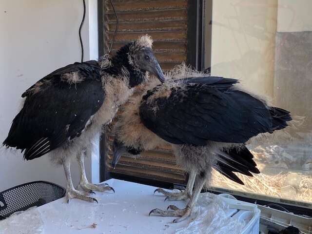 Two baby vultures abandoned by mom