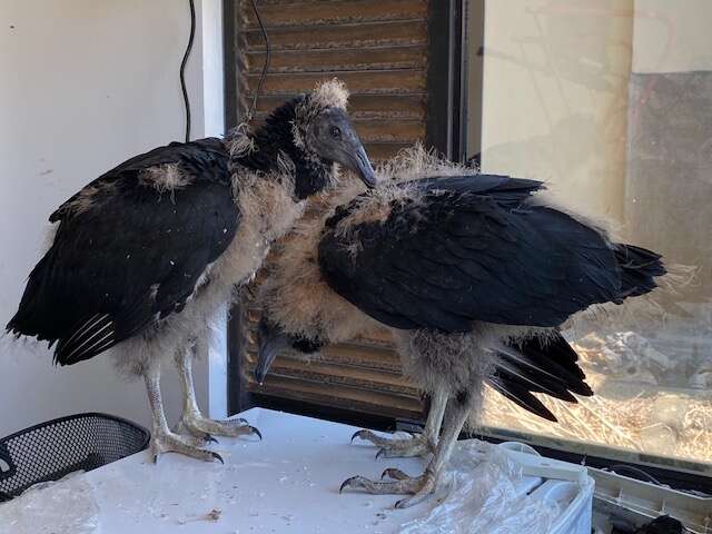 baby vulture