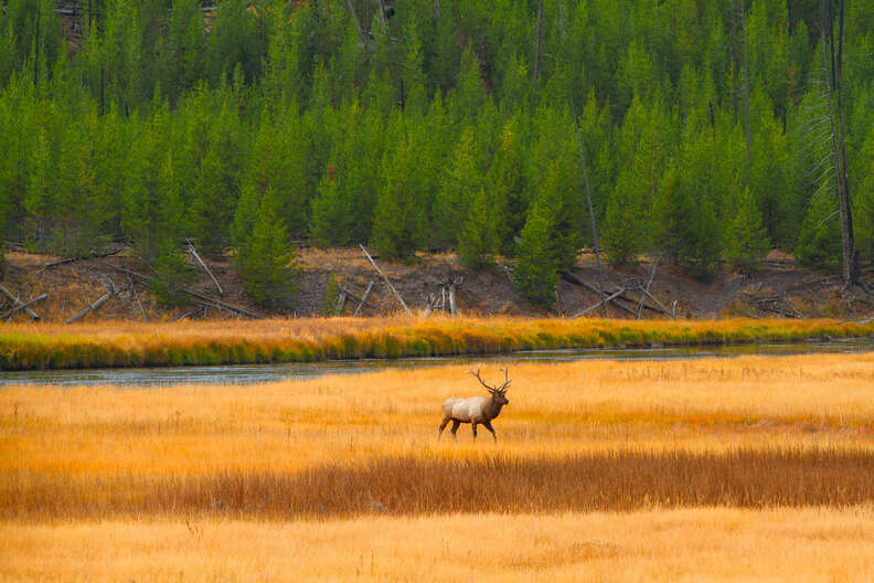 yellowstone