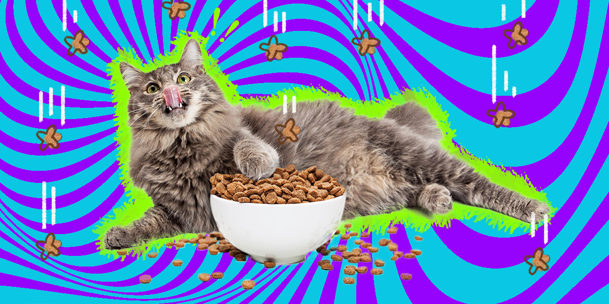 Cat eats wet food too fast best sale