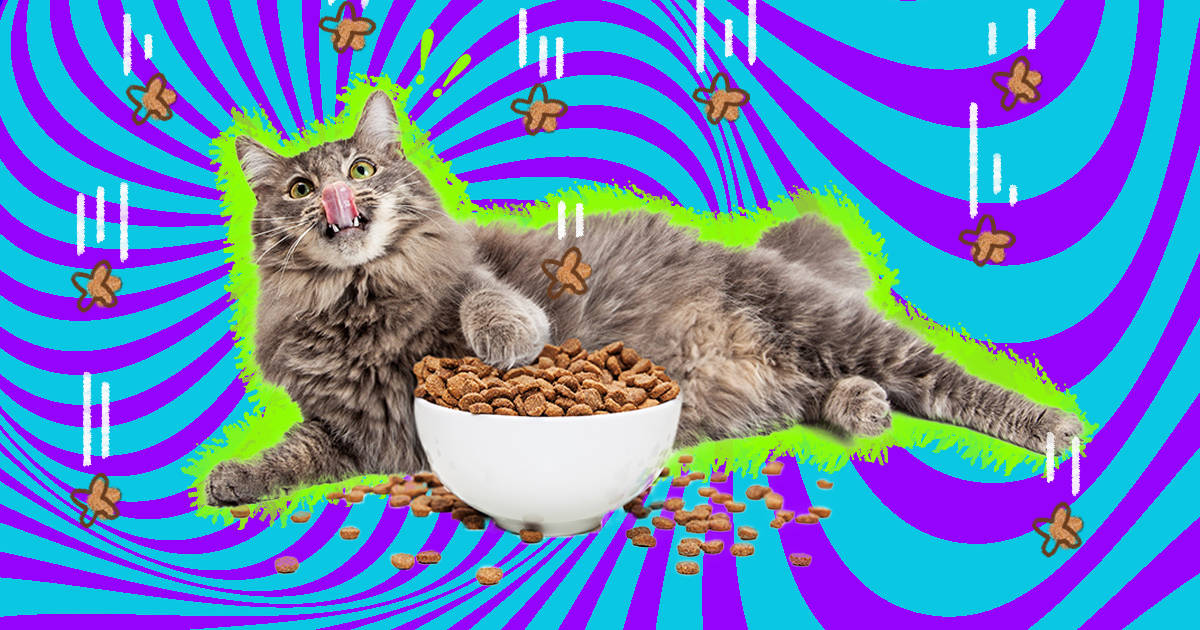 Stop cat from 2025 eating too fast