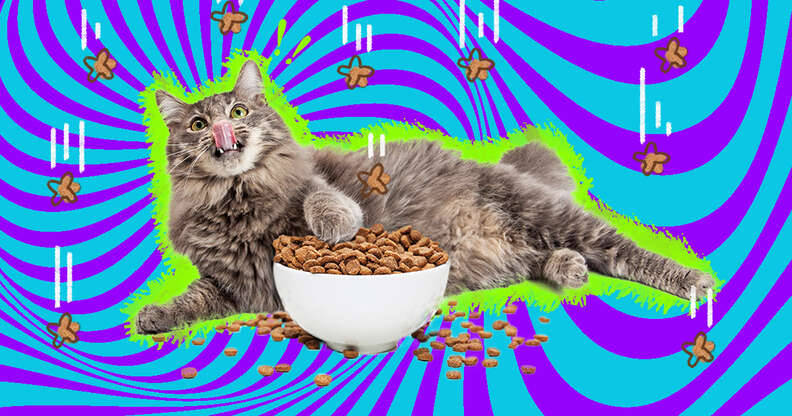 Cat eats wet food too fast 2025 and throws up