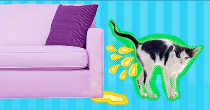 how to prevent my cat from peeing everywhere
