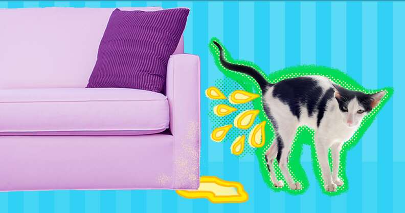 My cat is peeing on my couch online