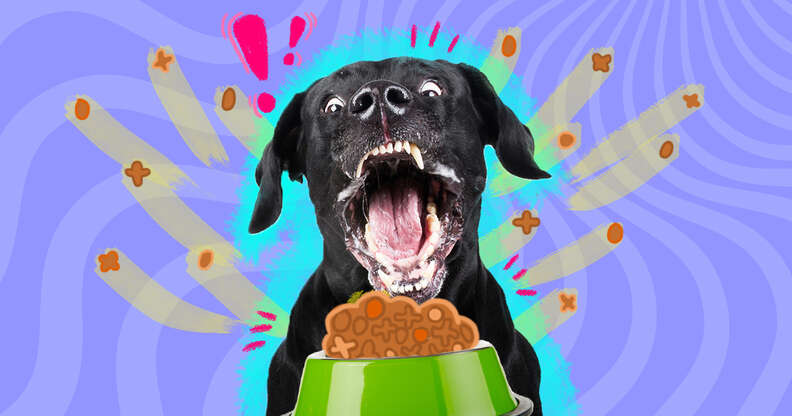 Stop dog from eating too fast best sale