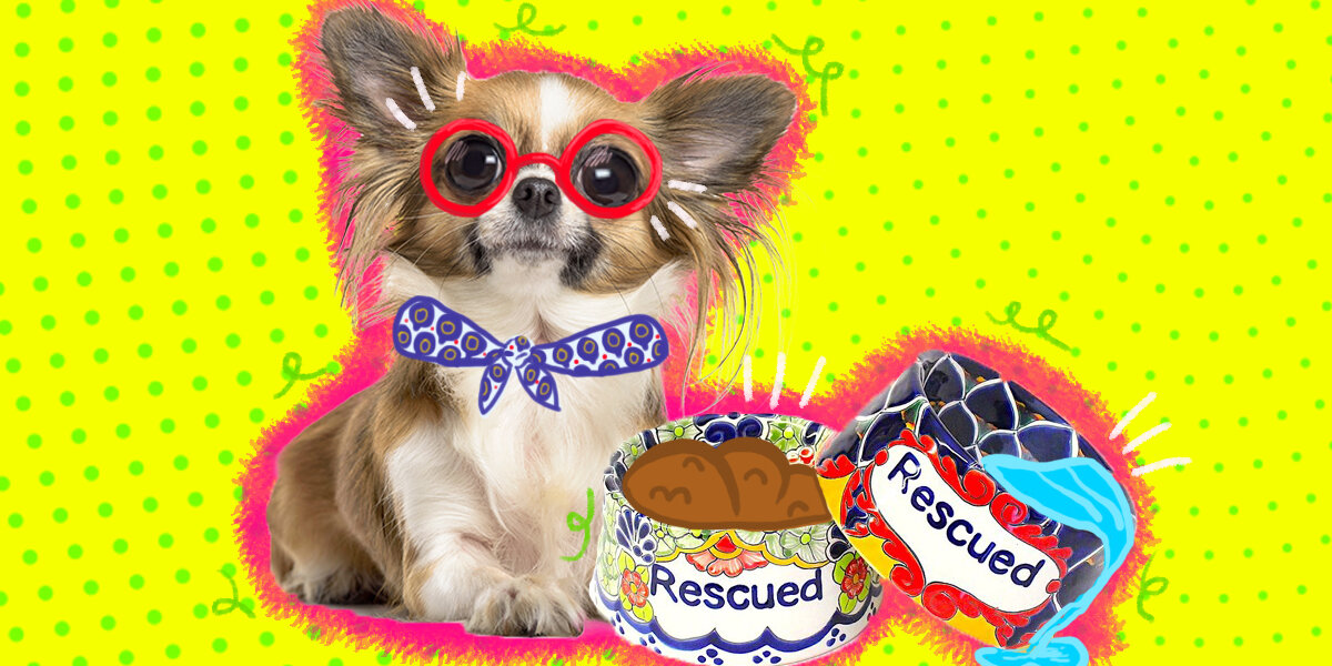 The Most Quirky And Cool Dog Bowls You Need DodoWell The