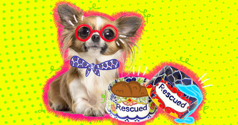 Cool top dog bowls