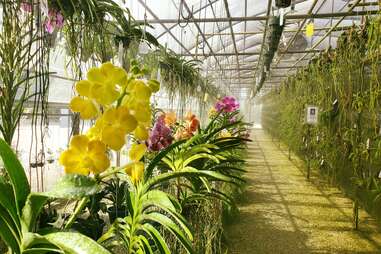 R.F. Orchids