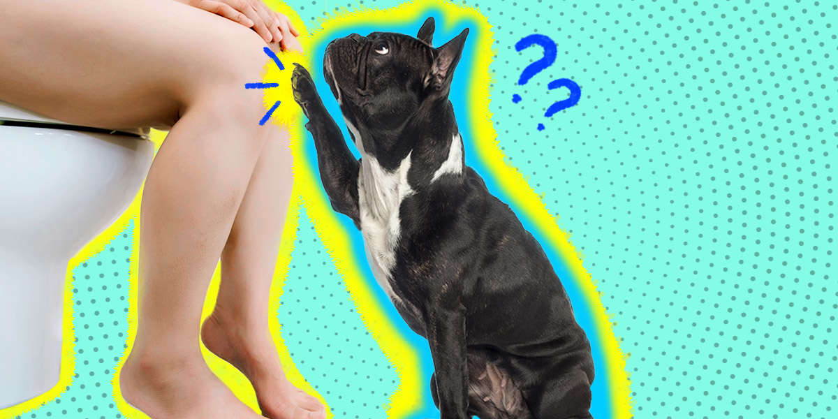 Why Does My Dog Follow Me Everywhere? DodoWell The Dodo