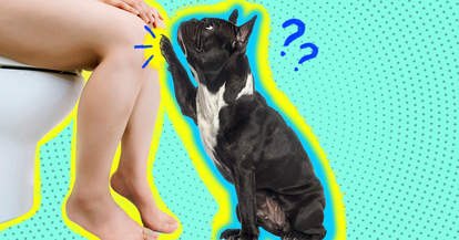 dog following person into bathroom