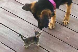 Stray Kitten Picks A Dog As Her Mom