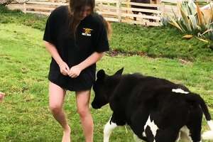  Girl Plans To Grow Old With Her Cow 