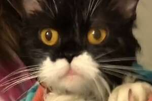 Stray Cat Wanders Into Woman's House And ...